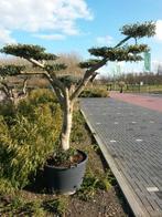 Olijfboom Olea stamhoogte 40 cm en boomhoogte 240 cm de Luxe, Tuin en Terras, Planten | Fruitbomen, Verzenden