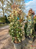 Photinia fraseri Red robin 175-200cm glansmispel, Ophalen