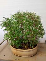 Sneeuwroos bonsai (Serissa foetida) - Hoogte (boom): 45 cm -, Antiek en Kunst