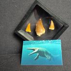 Dinosaurus Tand - Mosasaurus - 11 cm - 5 cm - 11 cm - (3), Nieuw