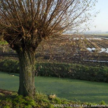 Knotwilg- Salix Alba - Omtrek: 10-14 cm | Hoogte: 300 cm beschikbaar voor biedingen