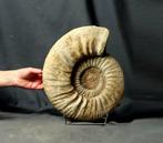 Grote ammoniet - 31 cm - Gefossiliseerd dier - Ringsteadia