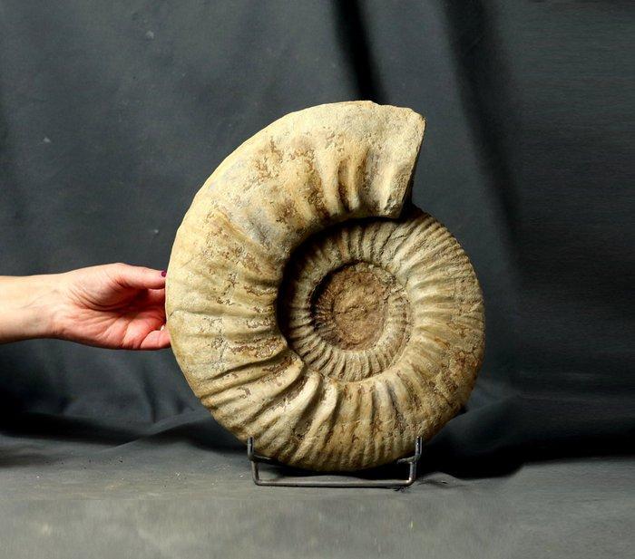 Grote ammoniet - 31 cm - Gefossiliseerd dier - Ringsteadia, Verzamelen, Mineralen en Fossielen