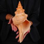 Zeldzame zeeschelp uit Mexico - Florida Horse Conch -, Nieuw