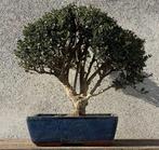 Japanese holly bonsai (Ilex crenata) - Hoogte (boom): 30 cm