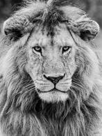 Marco Simoni - The beauty is the beast