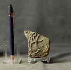 Ichnofossiel - Elegante zeester - Fossiele matrix -, Verzamelen