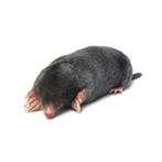 Benson Diervriendelijke solar mollenverjager - 500 m² ber..