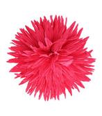 Duckklem Bloem Aster 12cm Fuchsia Roze, Verzenden, Nieuw