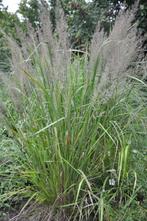 Diamantgras Calamagrostis brachytricha Pot