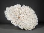 Witte Tafel Special Koraal Skelet - Acropora hyacinthus, Nieuw