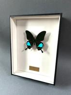 Vlinder Taxidermie volledige montage - Papilio karna karna -, Verzamelen, Dierenverzamelingen, Nieuw