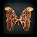 Mot Taxidermie volledige montage - Attacus Atlas Femelle XL, Nieuw