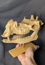 Fossiele schedel - Protoceras celer - Museum-Grade Replica -