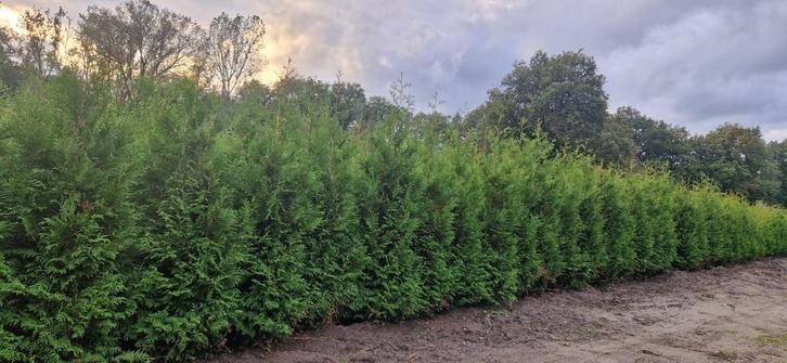 Laurier Coniferen Taxus Liguster Beuk krentenboom en Hedera, Tuin en Terras, Planten | Struiken en Hagen, Haag, Ophalen