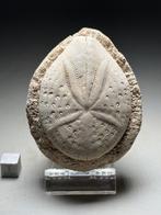 Zee-egel - Gefossiliseerd dier - Maretia planulata abbassi