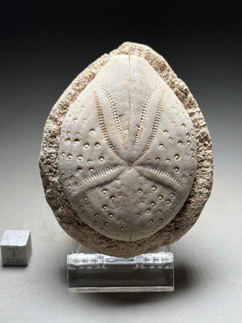 Zee-egel - Gefossiliseerd dier - Maretia planulata abbassi, Verzamelen, Mineralen en Fossielen