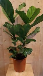 Ficus Lyrata 70cm hoog twee stelen kamerplant, Huis en Inrichting, Kamerplanten, Verzenden