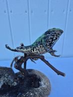 Lérots en rode kikker - Taxidermie volledige montage -, Verzamelen, Nieuw