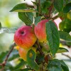 Appelboom Jonagold, Verzenden, Volle zon