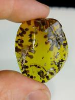Barnsteen - Strange objects, possibly eggs and insects
