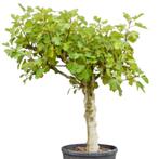 Vijgenboom - Ficus Carica Brown Turkey - Medium  - Omtrek:, Tuin en Terras, Planten | Bomen, Ophalen of Verzenden