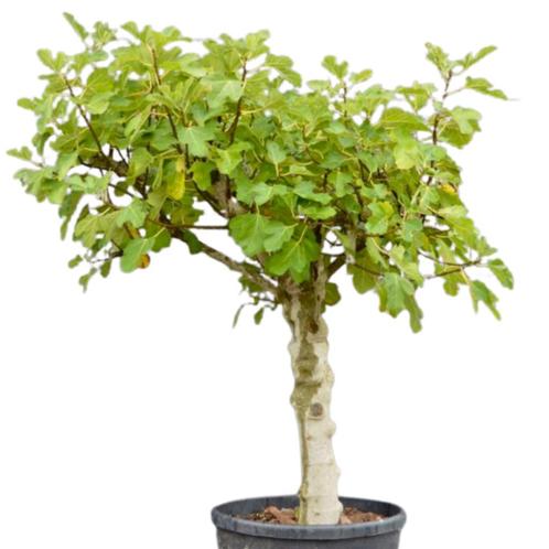 Vijgenboom - Ficus Carica Brown Turkey - Medium  - Omtrek:, Tuin en Terras, Planten | Bomen, Ophalen of Verzenden