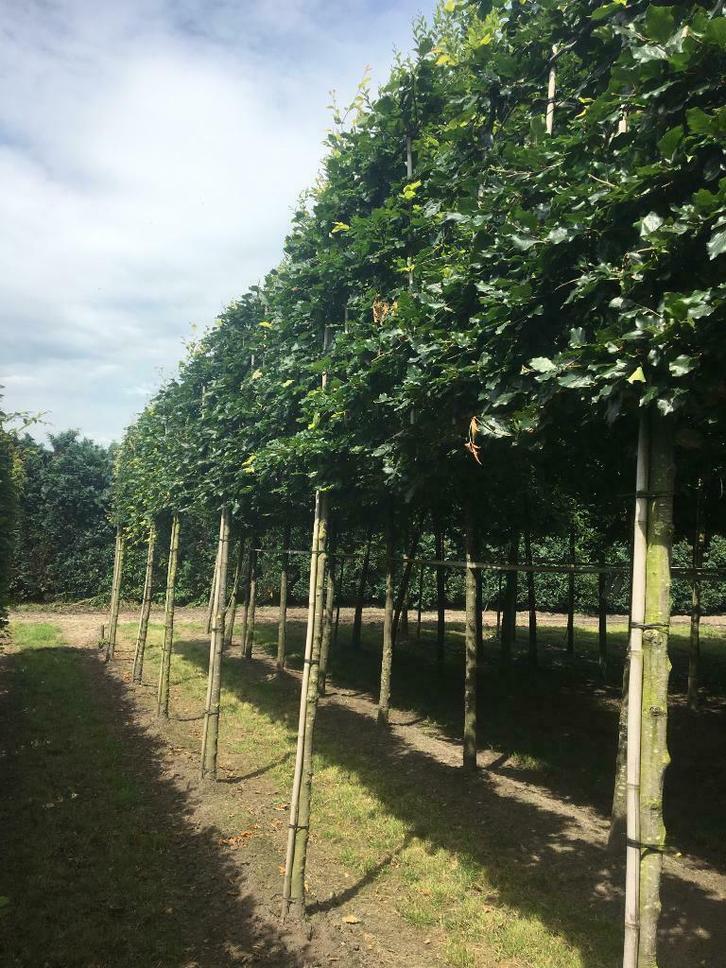 Leilinde Dakplataan Catalpa Amberboom  Plataan, Tuin en Terras, Planten | Bomen, 250 tot 400 cm, Overige soorten, Lente, Volle zon