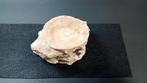 Vis - Fossiel wervelbot - Enchodus Sp. - 6 cm - 9.5 cm, Verzamelen, Mineralen en Fossielen