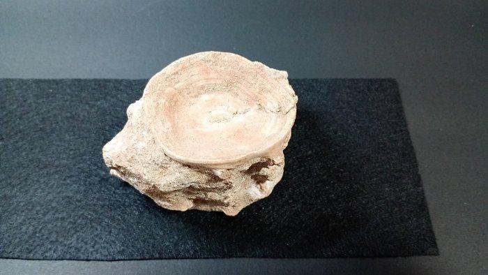 Vis - Fossiel wervelbot - Enchodus Sp. - 6 cm - 9.5 cm, Verzamelen, Mineralen en Fossielen
