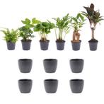 Mini planten set 6 - Inclusief 6x pot Boule Antraciet, Verzenden