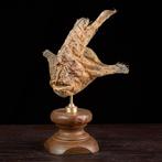 Maritieme curiositeiten van Wunderkammer Taxidermie, Nieuw