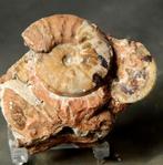 Een zeldzame ammoniet op steen - Uitstekende bewaring -, Verzamelen, Mineralen en Fossielen