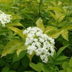 Sambucus Nigra Aurea - Geelbladige Vlier (Kale Wortel) -, Ophalen of Verzenden, 100 tot 250 cm