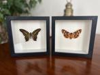 Vlinder Taxidermie volledige montage - Graphium agamemnon +, Verzamelen, Dierenverzamelingen, Nieuw