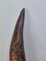 Spinosaurus - Fossiele tand - Spinosaur Aegyptiacus - 11.6, Verzamelen, Mineralen en Fossielen