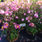 Anemone hupehensis Emmy Deep Rose (roze), Tuin en Terras, Planten | Tuinplanten, Ophalen of Verzenden, Vaste plant, Overige soorten