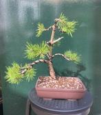 Den bonsai (Pinus) - Hoogte (boom): 27 cm - Diepte (boom):