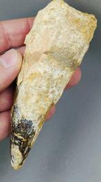 Late Cretaceous Period Fossil Dinosaur Tooth – Spinosaurus -