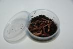 Regenwormen in doosje, Nieuw, Ophalen of Verzenden