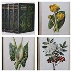 F. Edward Hulme - Familiar Wild Flowers (Complete 8 Series, Antiek en Kunst