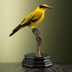 Chinese Wielewaal Taxidermie Opgezette Dieren By Max, Ophalen of Verzenden, Nieuw, Vogel, Opgezet dier
