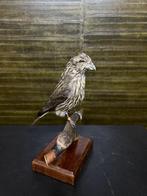 Opgezette Vogel Taxidermie Opgezette Dieren By Max, Verzamelen, Dierenverzamelingen, Nieuw, Opgezet dier, Vogel, Ophalen of Verzenden