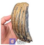 Prachtig bewaarde enorme ijs­tijd wolharige mammoet, Verzamelen, Mineralen en Fossielen