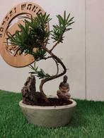 Boeddha-den bonsai (Podocarpus macrophyllus) - Hoogte