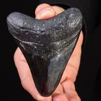 Megalodon-tand - Fossiele tand - Carcharocles Megalodon -, Verzamelen