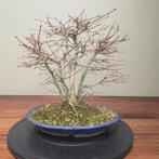 Acer palmatum - Hoogte (boom): 34 cm - Diepte (boom): 38 cm
