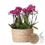 Kolibri Orchids | paarse plantenset in Reed Basket incl. wat, Verzenden, Nieuw