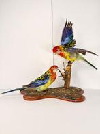 Set rozelparakiten (mannelijk en vrouwelijk) Taxidermie, Nieuw