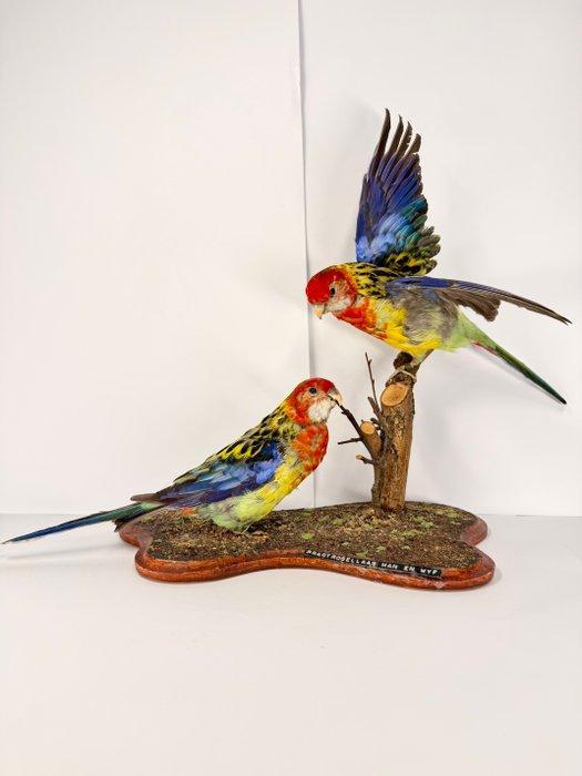 Set rozelparakiten (mannelijk en vrouwelijk) Taxidermie, Verzamelen, Dierenverzamelingen